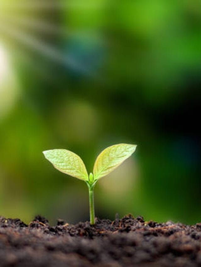 Plantas Fáceis que Deixam Sua Casa Bonita sem Trabalho