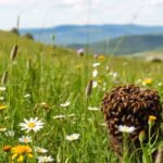 o ensino das abelhas sobre cooperação e equilibro